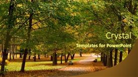  Presentation with autumn wood - Beautiful slide deck featuring autumn forest trees nature green wood sunlight backgrounds backdrop and a tawny brown colored foreground