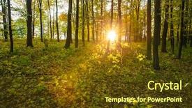  Presentation with green nature - Slides with autumn forest trees nature green background and a tawny brown colored foreground