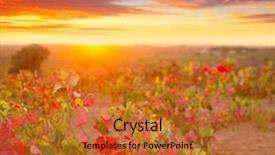  Presentation with vineyards - Slide set consisting of autumn golden red vineyards sunset in utiel requena at spain background and a red colored foreground