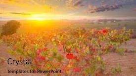  Presentation with vineyards - Audience pleasing theme consisting of autumn-golden-red-vineyards-sunset backdrop and a red colored foreground