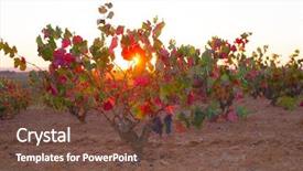  Presentation with vineyards - Beautiful PPT layouts featuring autumn-golden-red-vineyards-sunset backdrop and a tawny brown colored foreground