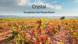  Presentation with vineyards - Amazing slide deck having autumn-golden-red-vineyards backdrop and a light blue colored foreground
