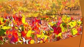 Presentation with vineyards - Cool new PPT layouts with autumn-golden-red-vineyards backdrop and a gold colored foreground