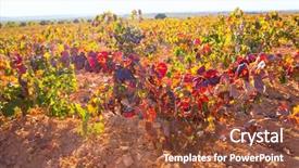  Presentation with vineyards - Slides enhanced with autumn-golden-red-vineyards background and a tawny brown colored foreground