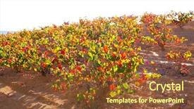  Presentation with vineyards - PPT layouts with autumn-golden-red-vineyards background and a tawny brown colored foreground