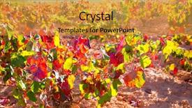  Presentation with vineyards - Colorful slide deck enhanced with autumn-golden-red-vineyards backdrop and a gold colored foreground