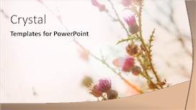  Presentation with focus - Audience pleasing presentation theme consisting of autumn grass and wildflower background shallow focus on flowers backdrop and a pink colored foreground