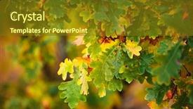  Presentation with multicolored autumn leaves orange yellow red - Colorful slides enhanced with autumn green and orange leaves backdrop and a tawny brown colored foreground