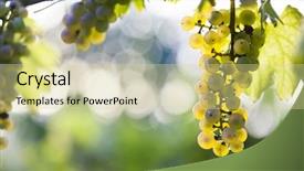  Presentation with vine - Colorful presentation theme enhanced with autumn harvest ripe grape backdrop and a soft green colored foreground