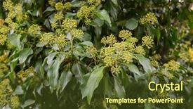  Presentation with hedera helix - PPT theme featuring autumn in europe hedera helix background and a tawny brown colored foreground