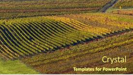  Presentation with vineyards - Presentation theme with autumn-in-moravian-vineyards-near background and a tawny brown colored foreground
