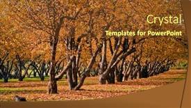  Presentation with public - Audience pleasing PPT layouts consisting of autumn in public garden trees with a yellow foliage backdrop and a tawny brown colored foreground
