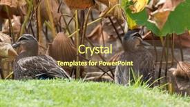  Presentation with pacific - Cool new PPT theme with autumn in south australia backdrop and a  colored foreground