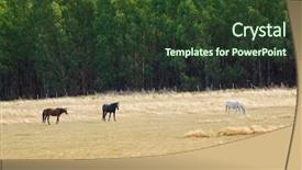  Presentation with white horse - PPT layouts with autumn in tasmania australia background and a tawny brown colored foreground