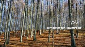 Presentation with trees - Audience pleasing presentation consisting of autumn-landscape-with-leafless-beech backdrop and a dark gray colored foreground