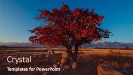  Presentation with wide - Presentation theme featuring autumn-landscape-with-tree-wide background and a wine colored foreground