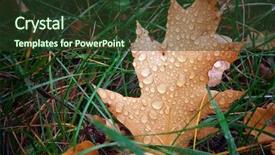  Presentation with leaf water drops fresh - Theme enhanced with autumn leaf and drops nature background and a tawny brown colored foreground