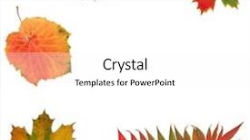  Presentation with maple leaf - Colorful PPT theme enhanced with autumn leaf design of rowan grape and maple leaves in an abstract frame design over white background backdrop and a white colored foreground