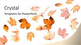  Presentation with maple leaf - Cool new presentation design with stressed business woman biting electric cables backdrop and a light gray colored foreground