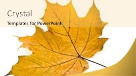  Presentation with maple leaf - Presentation featuring autumn leaf maple isolated on white background background and a yellow colored foreground