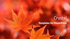  Presentation with maple leaf - PPT theme featuring autumn leaf of japanese maple vibrant red and orange background background and a crimson colored foreground