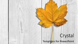  Presentation with autumn wood - Theme with autumn leaf on a wood background background and a light gray colored foreground