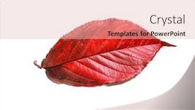  Presentation with autumn - Colorful PPT layouts enhanced with autumn-leaf-on-white-background backdrop and a lemonade colored foreground