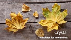  Presentation with autumn wood - Presentation theme having autumn-leaf-on-wood-background background and a tawny brown colored foreground