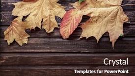  Presentation with autumn wood - Cool new slide deck with autumn-leaf-on-wood-black backdrop and a wine colored foreground