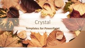  Presentation with autumn wood - Cool new PPT theme with autumn-leaf-on-wood-black backdrop and a cream colored foreground