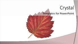  Presentation with floral border over white - Audience pleasing slide set consisting of autumn leaf over white background backdrop and a white colored foreground