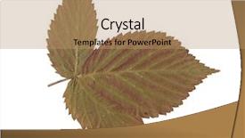  Presentation with floral border over white - Cool new PPT theme with autumn leaf over white background backdrop and a  colored foreground