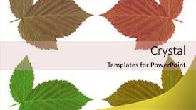  Presentation with floral border over white - Slides consisting of autumn leaf over white background background and a coral colored foreground