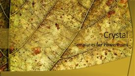  Presentation with veins - Colorful presentation theme enhanced with autumn leaf texture with veins backdrop and a  colored foreground