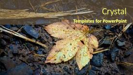  Presentation with water leaf - Theme featuring autumn leaf with water drops on stones background and a tawny brown colored foreground