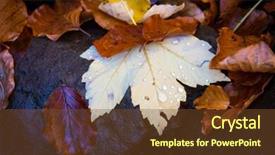  Presentation with gratitude stone - Slide set with autumn leafage on stone - abstract background and a tawny brown colored foreground