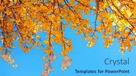  Presentation with autumn blue - 