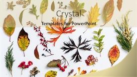  Presentation with autumn leaves - PPT theme with autumn-leaves-and-berries background and a yellow colored foreground