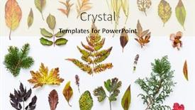  Presentation with autumn leaves - Colorful slide set enhanced with autumn-leaves-and-berries backdrop and a lemonade colored foreground