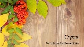  Presentation with autumn wood - Presentation design consisting of rowan berries over wood background background and a coral colored foreground