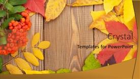 Presentation with autumn wood - PPT layouts having autumn leaves and rowan berries over wood background with copy space background and a coral colored foreground