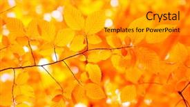  Presentation with nature sun leaves - Presentation design enhanced with autumn leaves background in sunny background and a  colored foreground