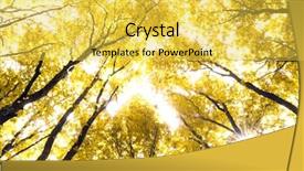  Presentation with autumn leaves - PPT theme consisting of autumn leaves background in sunny background and a  colored foreground