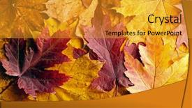  Presentation with autumn leaves - Cool new slide deck with fresh grapefruit placed on black stone low depth of focus backdrop and a gray colored foreground