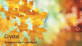  Presentation with fall leaves border autumn - Amazing PPT layouts having autumn leaves backgroung a tree backdrop and a yellow colored foreground
