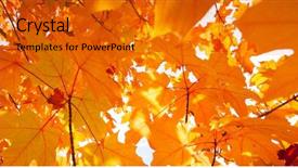  Presentation with wind - Beautiful PPT theme featuring autumn leaves blowing backdrop and a gold colored foreground