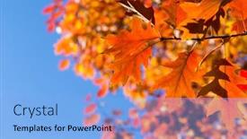  Presentation with fall foliage - PPT theme having autumn-leaves-colorful-foliage background and a light blue colored foreground