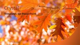  Presentation with fall foliage - PPT theme with autumn-leaves-colorful-foliage background and a gold colored foreground