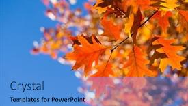  Presentation with fall foliage - PPT theme with autumn-leaves-colorful-foliage background and a teal colored foreground