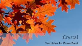  Presentation with fall foliage - Presentation theme enhanced with autumn-leaves-colorful-foliage background and a light blue colored foreground